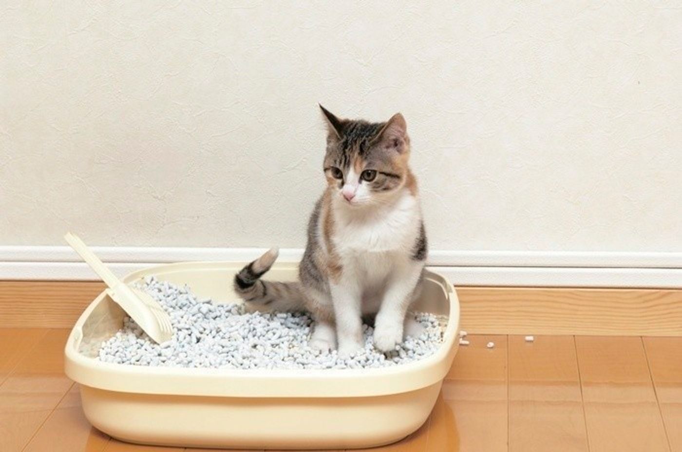 猫がトイレで寝ている時の対処法はしばらく様子を見る