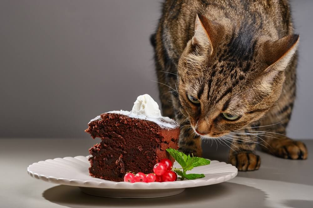 猫は生クリームを食べる上で注意した方が良いことはアレルギーがないか注意