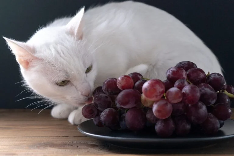 猫のご飯で与えてはいけないものはブドウ