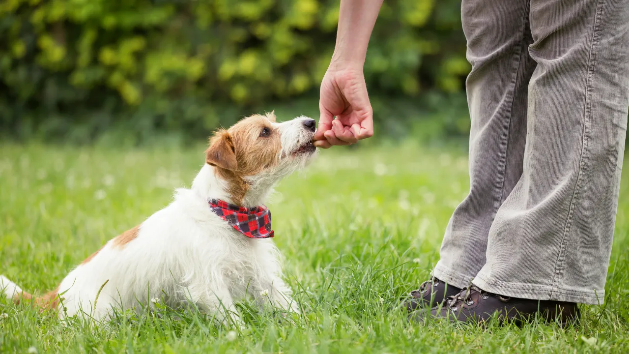 犬猫同居が失敗しないようにするポイントは去勢手術を行う