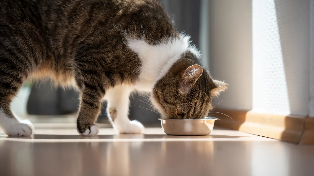 猫を飼う上でのデメリット・注意点は匂いが気になる