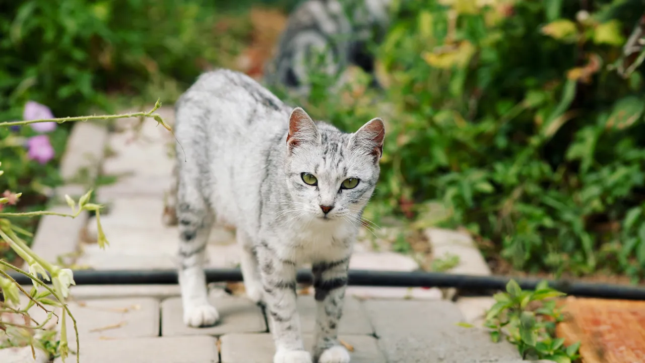 猫が嫌いな人にする行動3選は尻尾を左右に振る