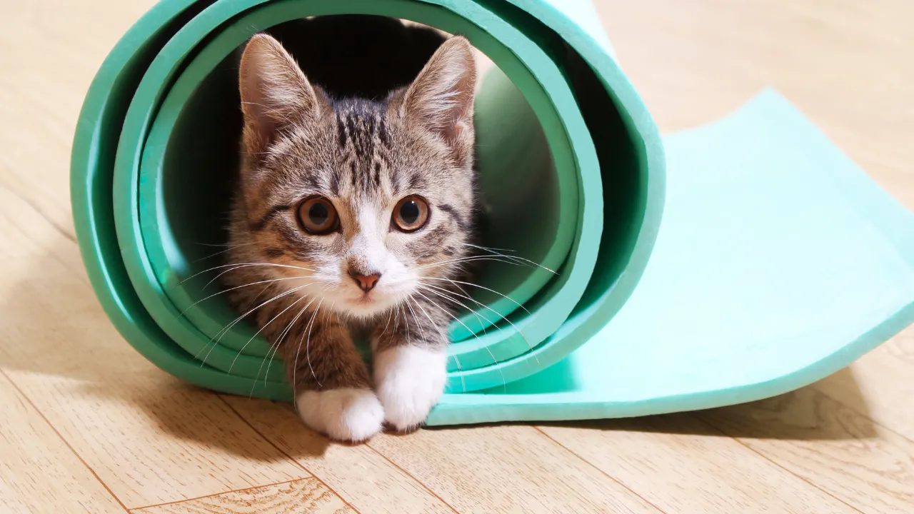 猫の発情期の鳴き声がうるさい時の行動はオス猫を探す