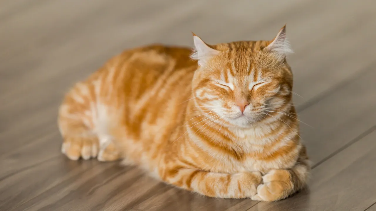 猫がご飯を食べない原因jは老化