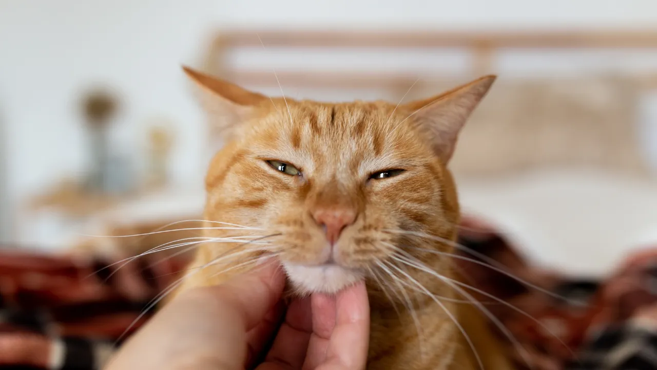 猫のおならが臭いときの原因は加齢