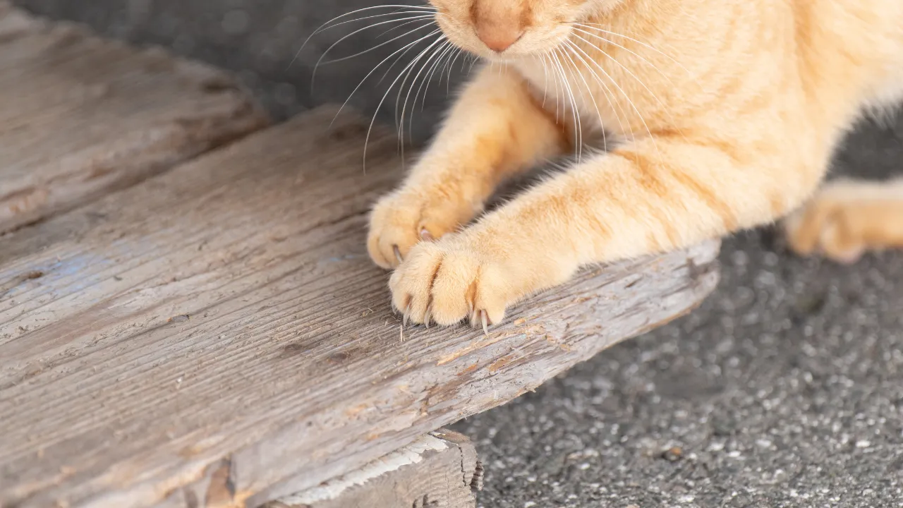 猫を飼う上でのデメリット・注意点は抜け毛や汚れが増える