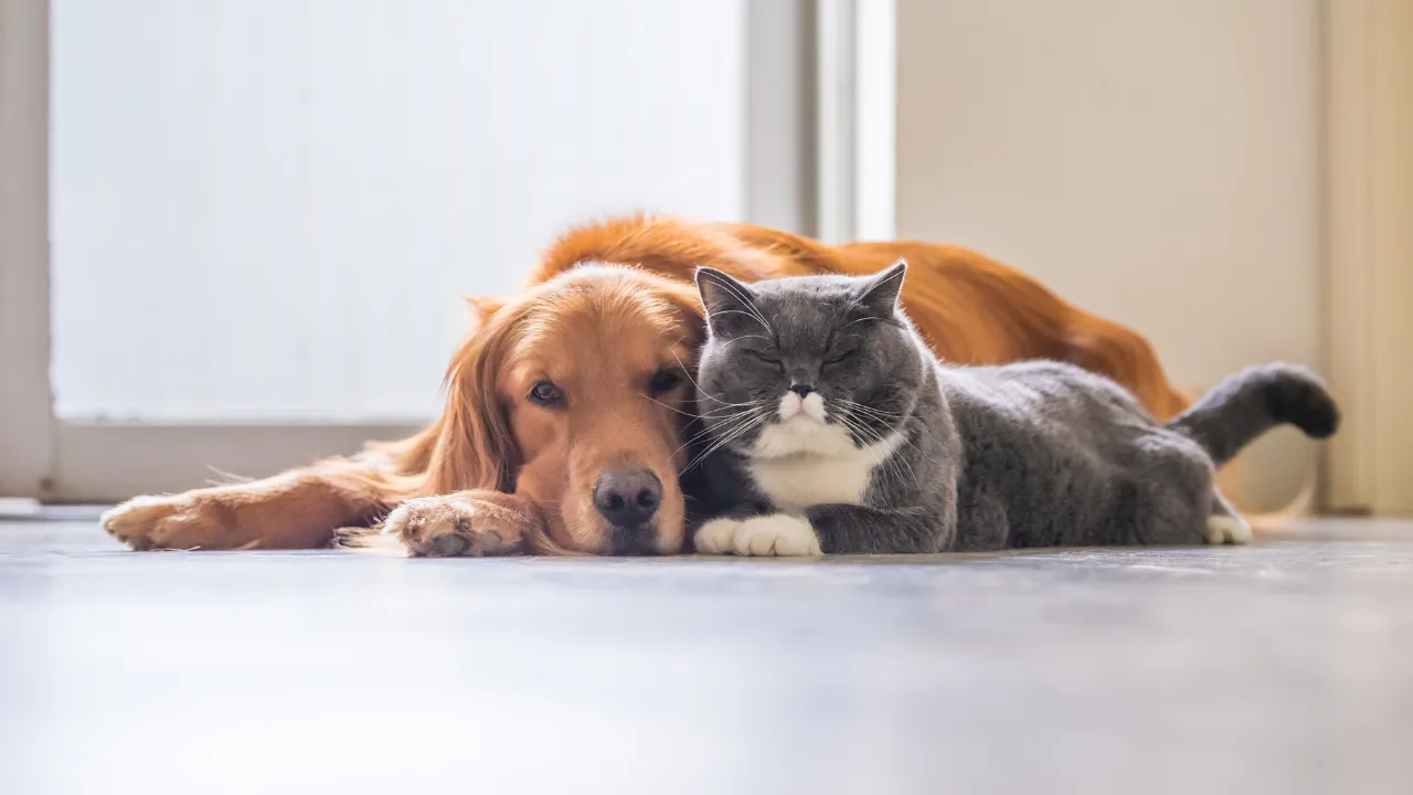 猫が飼い主と一緒に寝る理由3選は温かいから