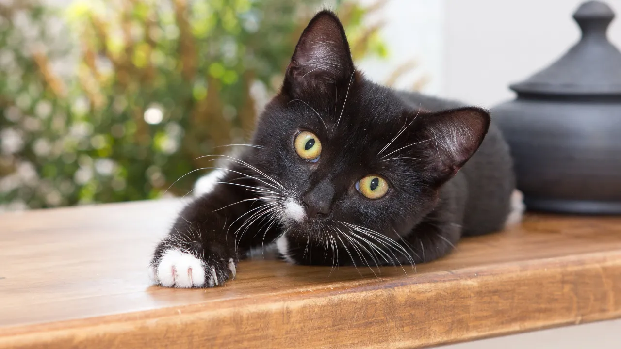 黒猫を飼った人の感想を紹介