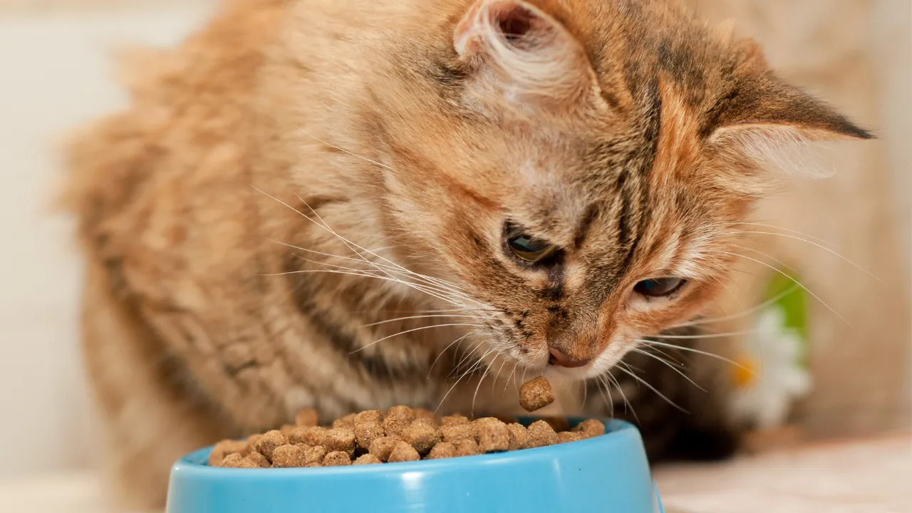 猫の毛割れの対処法はペットフードの見直し