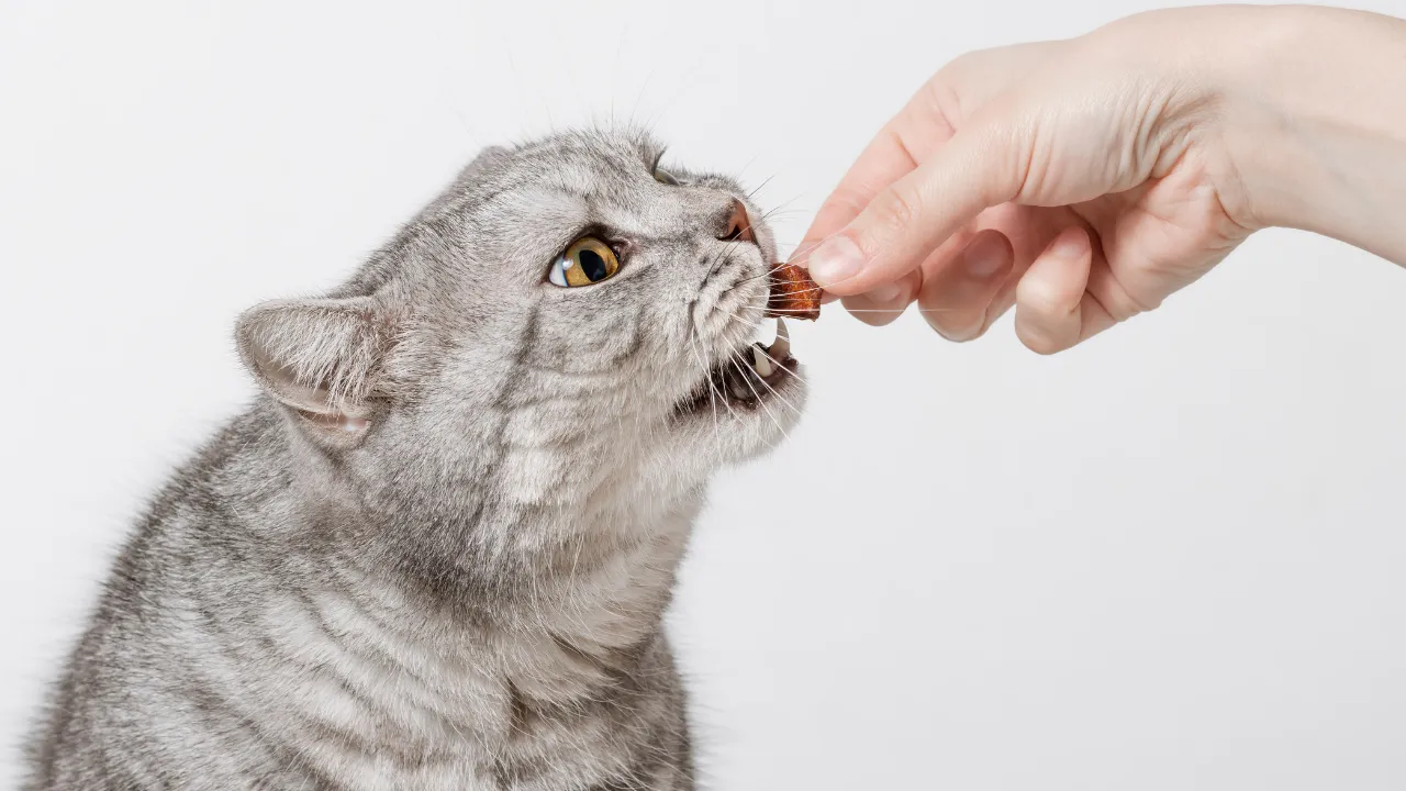 猫のおならが臭いときの対処法はご飯の量や内容を見直す