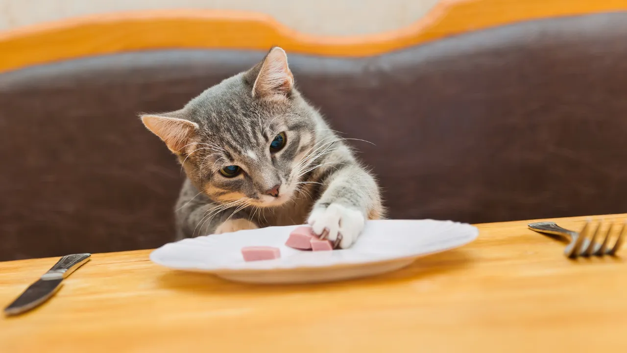 猫のおならが臭いときの対処法は早食いを止める