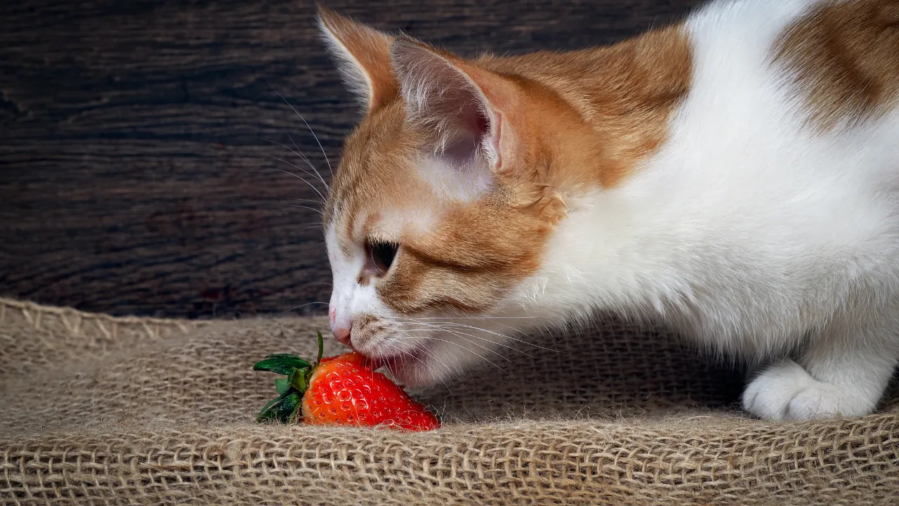 飼い主に寄りかかって寝る猫の心理を解説