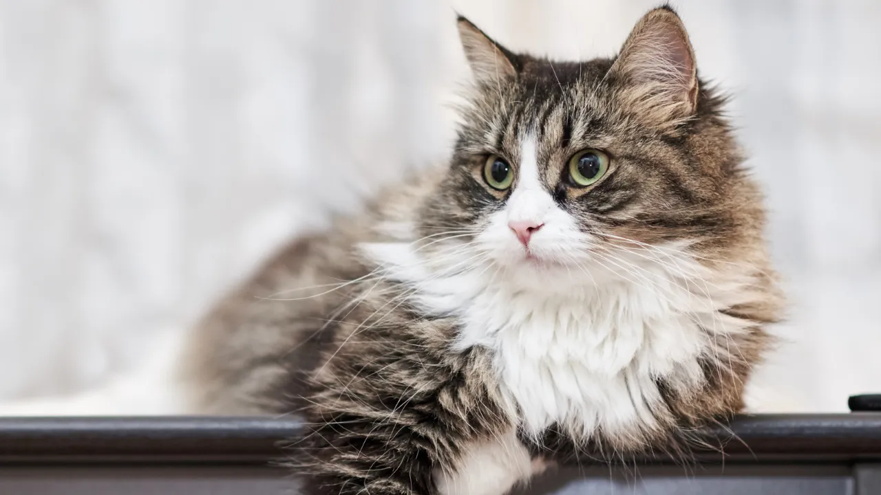 猫にとっての尻尾の役割はマーキングのため