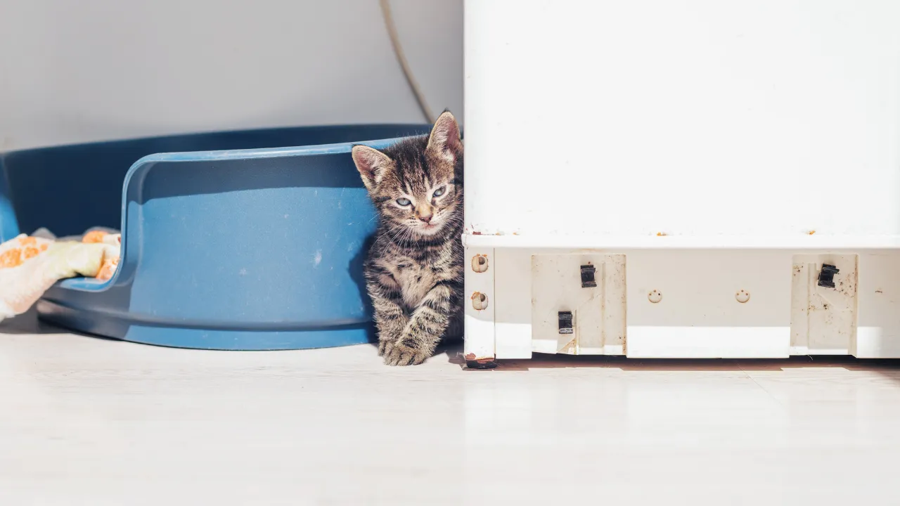 猫のペットシッターの内容はハウスの掃除・トイレの処理