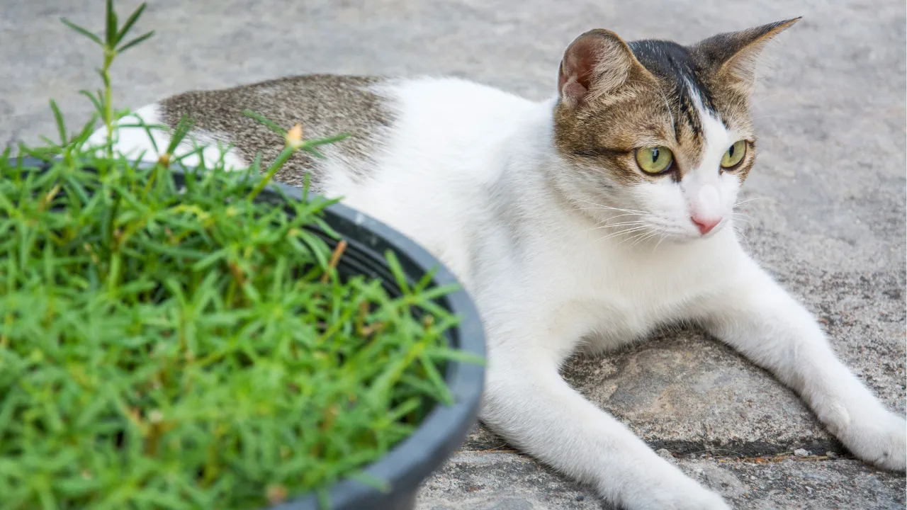 猫の耳が熱い時に考えられる原因は感染症