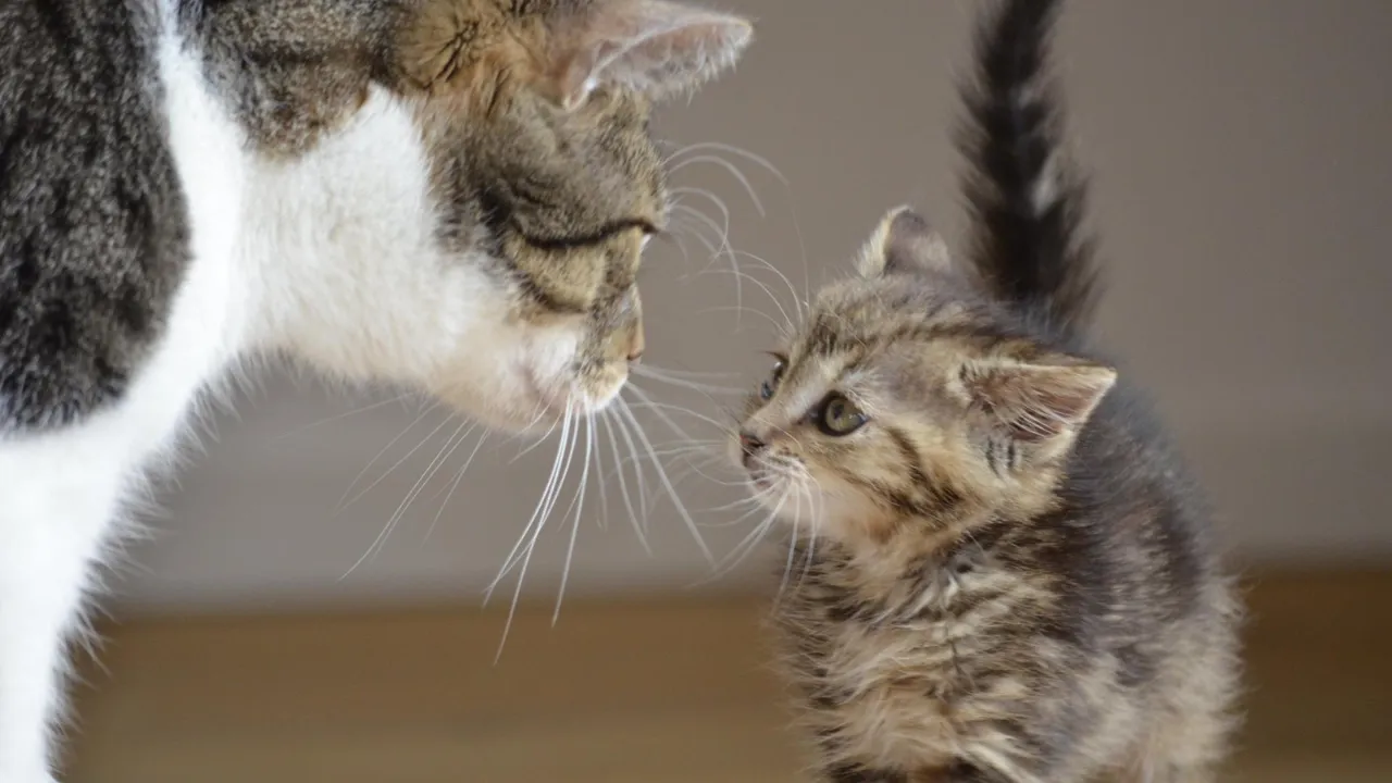 反抗期の猫への対処法は興奮させないようにする