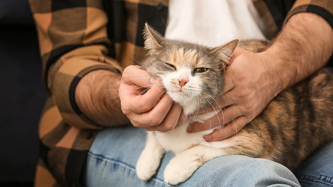 猫に嫌われない為に好かれるコツは猫にゆっくり高い声で話す