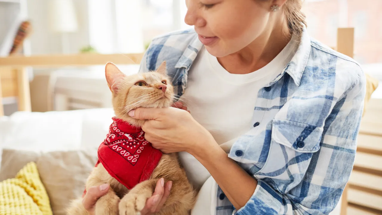 猫がコードを噛む理由は飼い主に構ってほしい