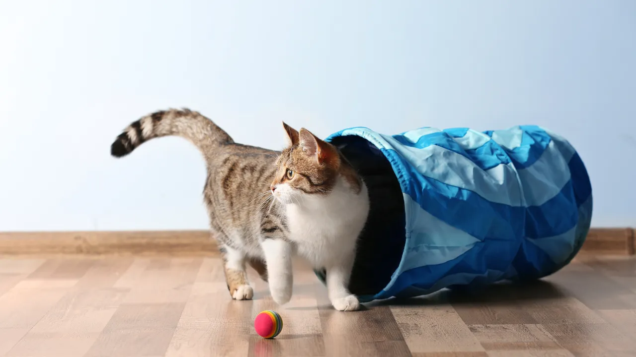 猫を飼って人生が変わったと感じることは片付けの習慣が身につく