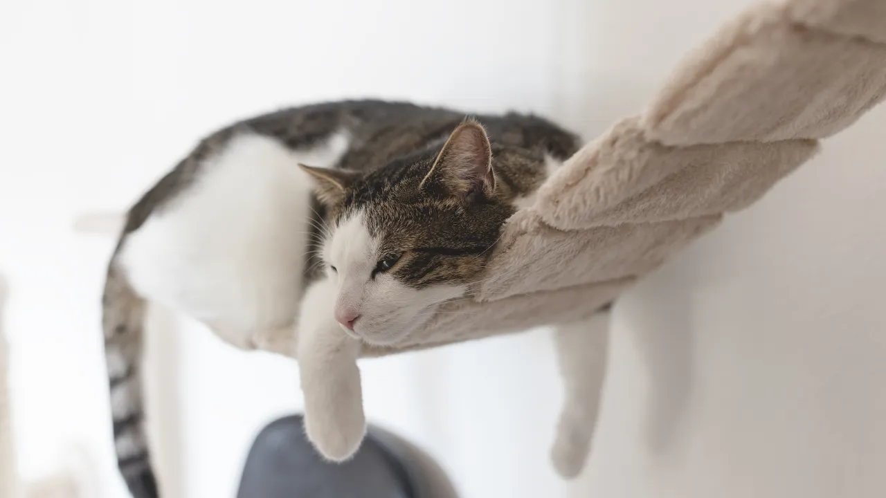 猫のうつ病のサインや症状は睡眠時間の増加