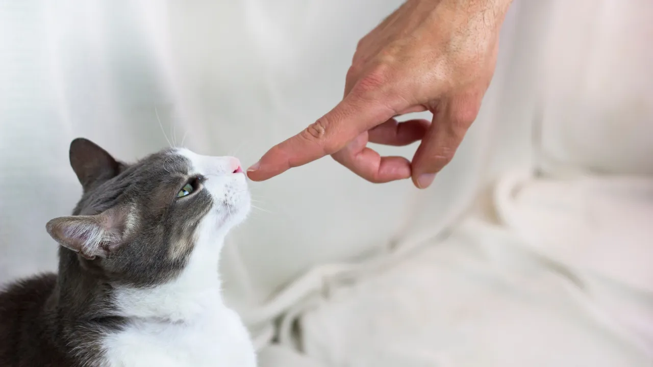 猫が手をなめる時の飼い主の対応は構ってあげる