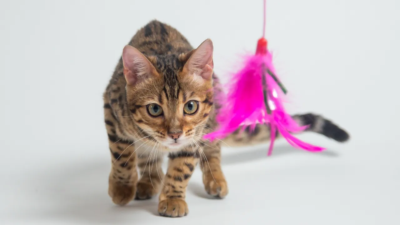 猫のうつ病のサインや症状はおもちゃで遊ばなくなる