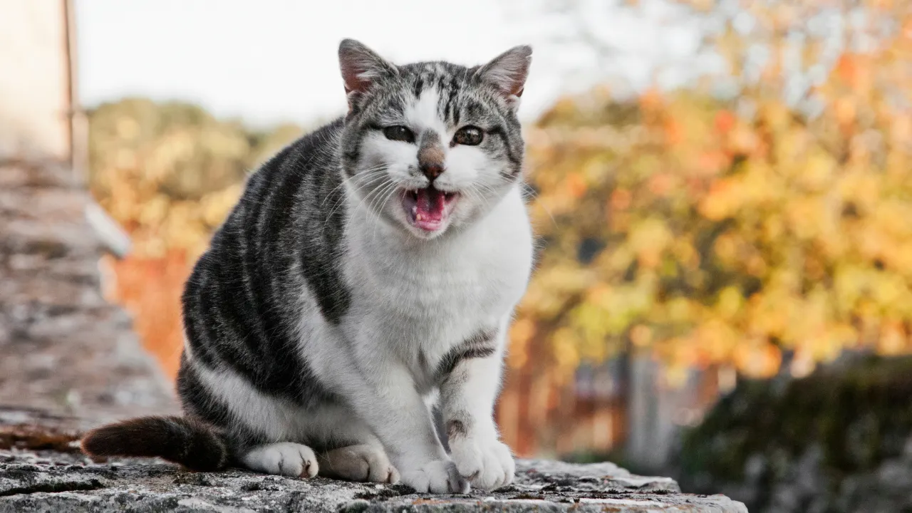 猫がシャー！と言うのはどんな時？怒っている時