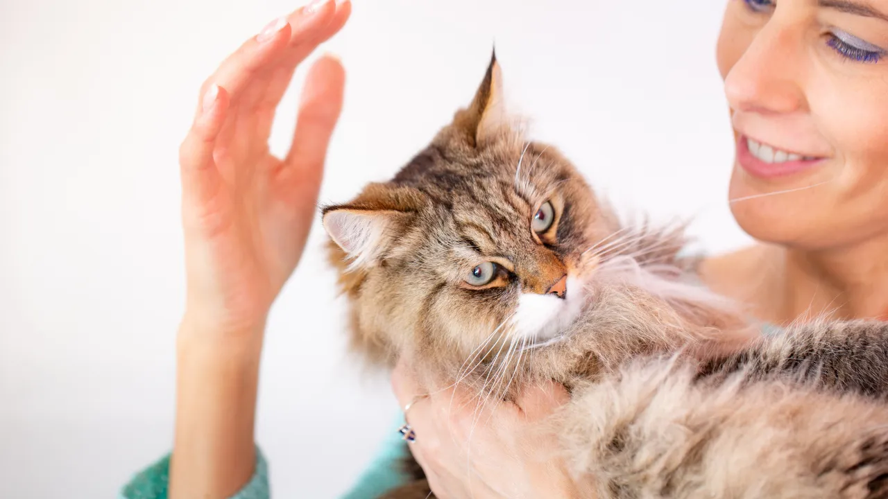 飼い主が猫にしてはいけない行動7選は体罰を与える