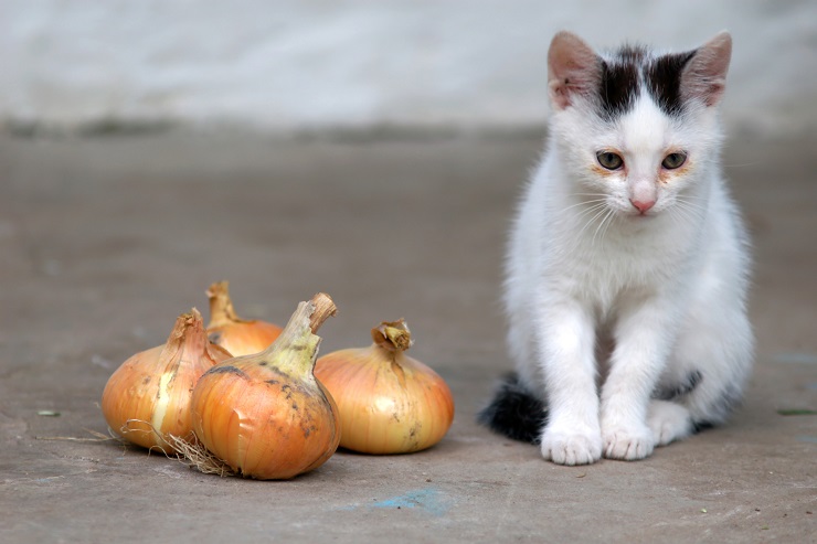 猫のご飯で与えてはいけないものは玉ねぎ