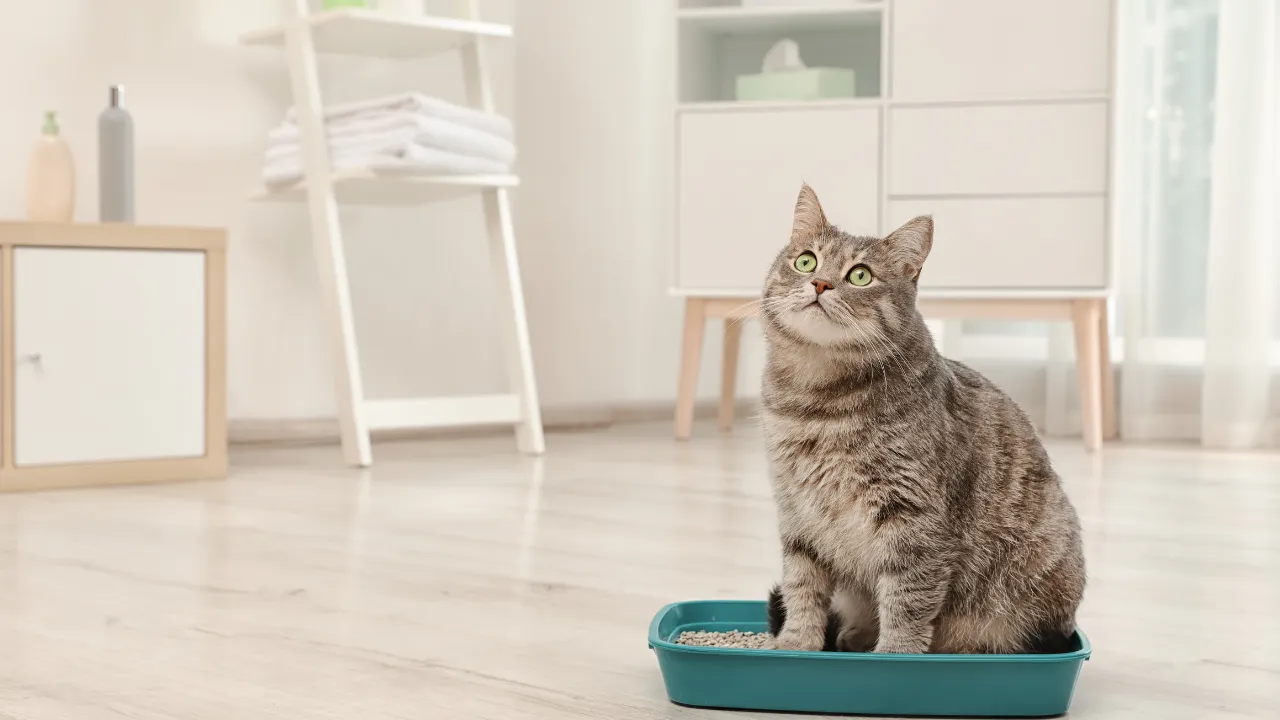 猫の鼻が乾燥している時の対処法は部屋の温度をあげる