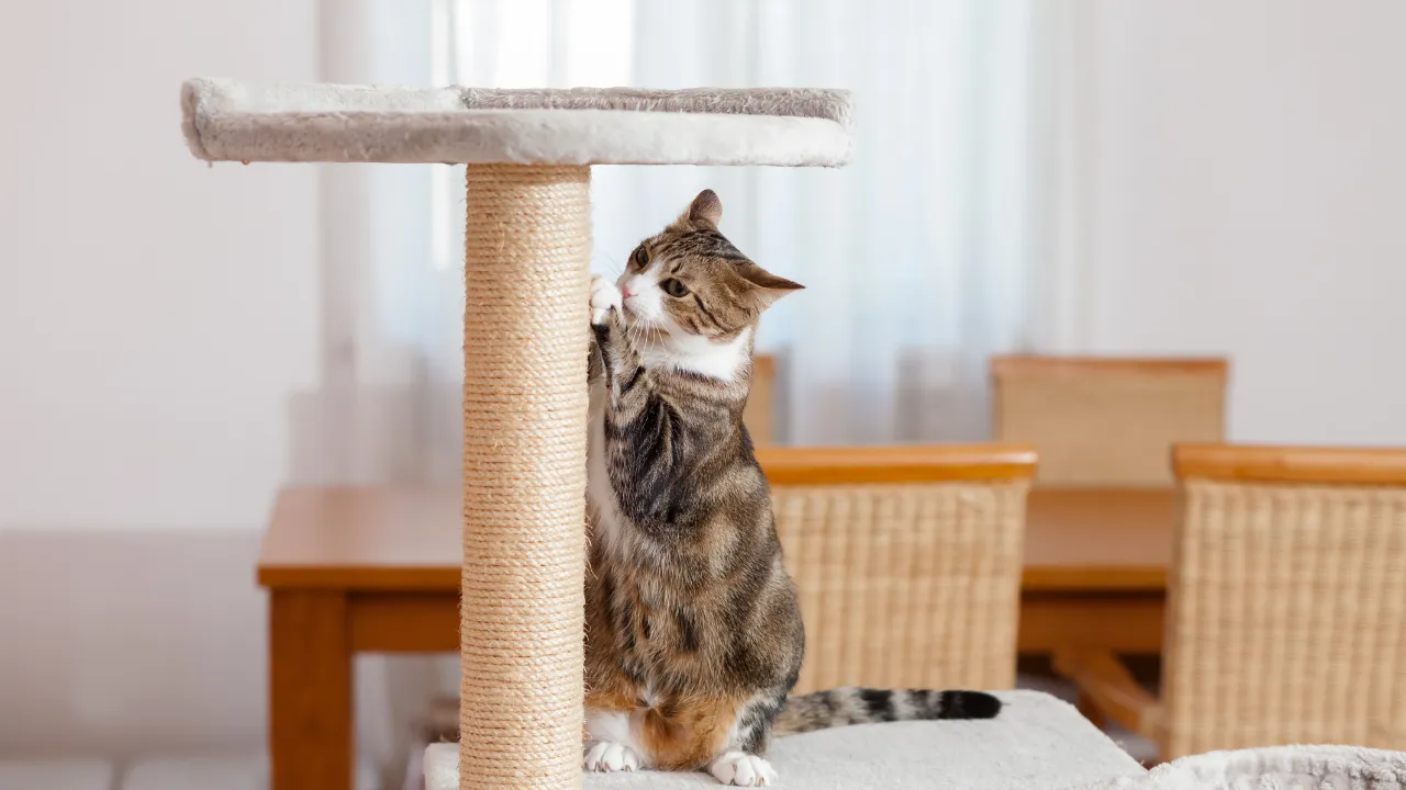 犬より猫を飼うメリットは散歩の必要がない