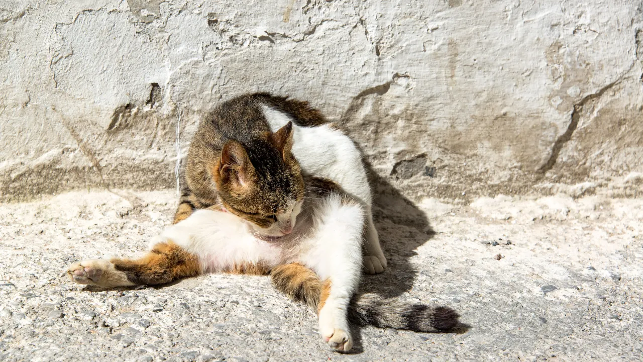 猫のおならが臭いときの原因はストレス