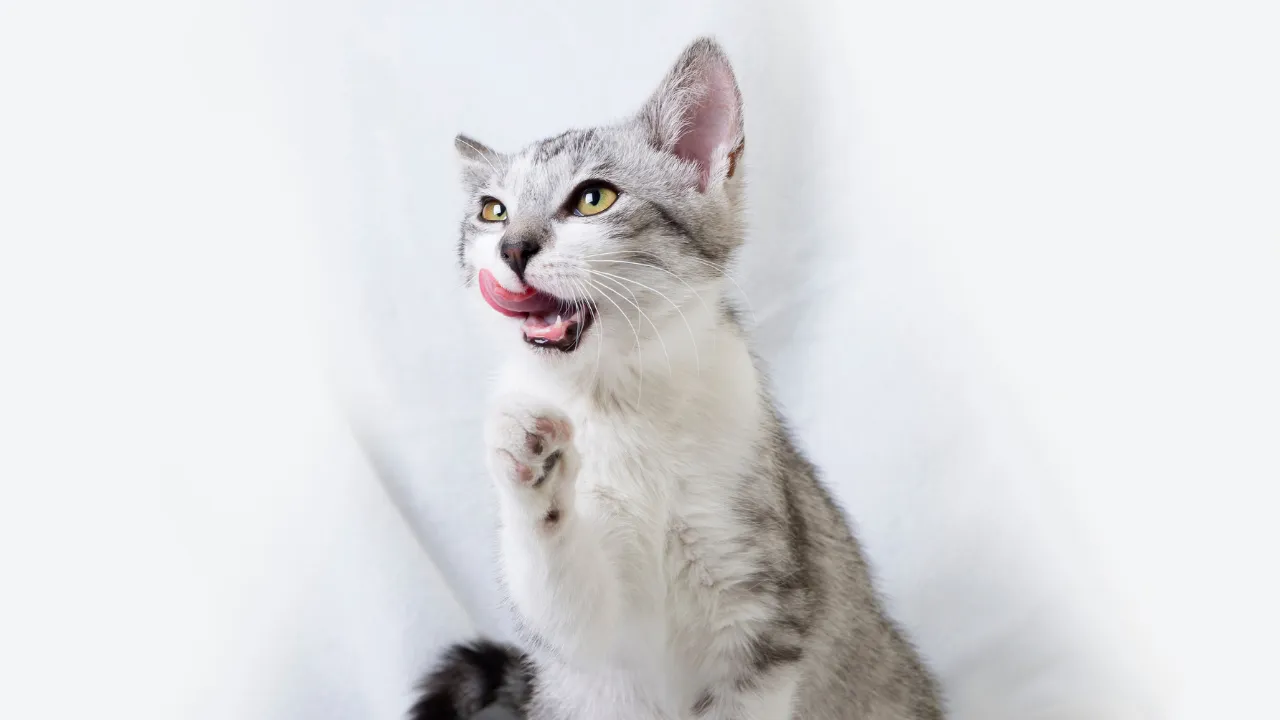 犬より猫を飼うメリットは犬より鳴き声が小さい