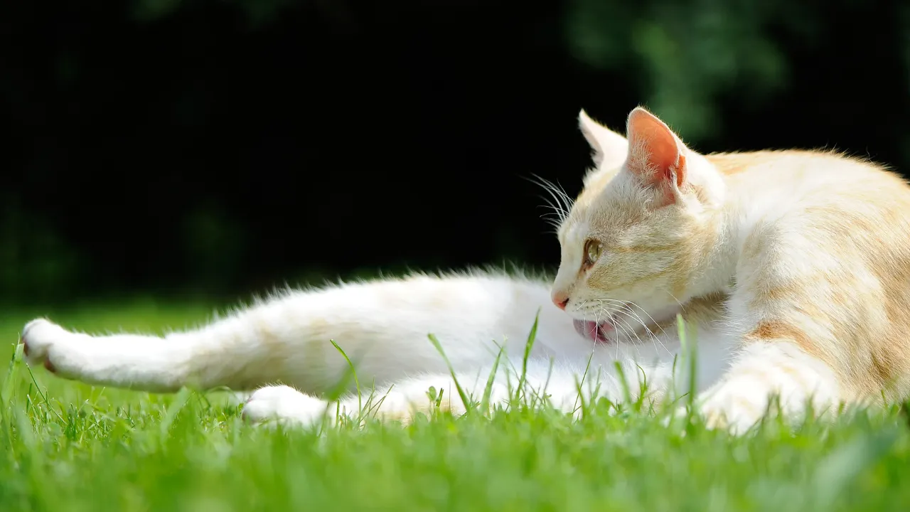 猫がうるさく鳴く原因は？お腹が空いている