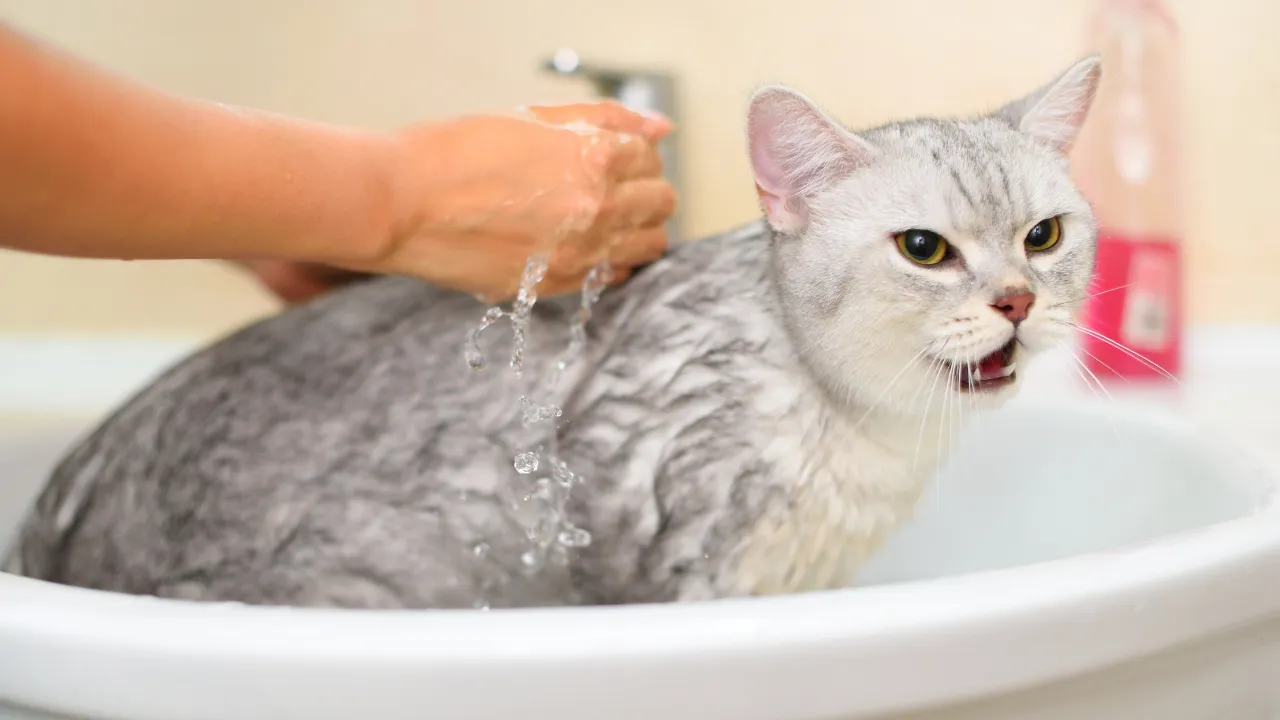 猫のフケが出た時の対処法はシャンプーやリンスで保湿