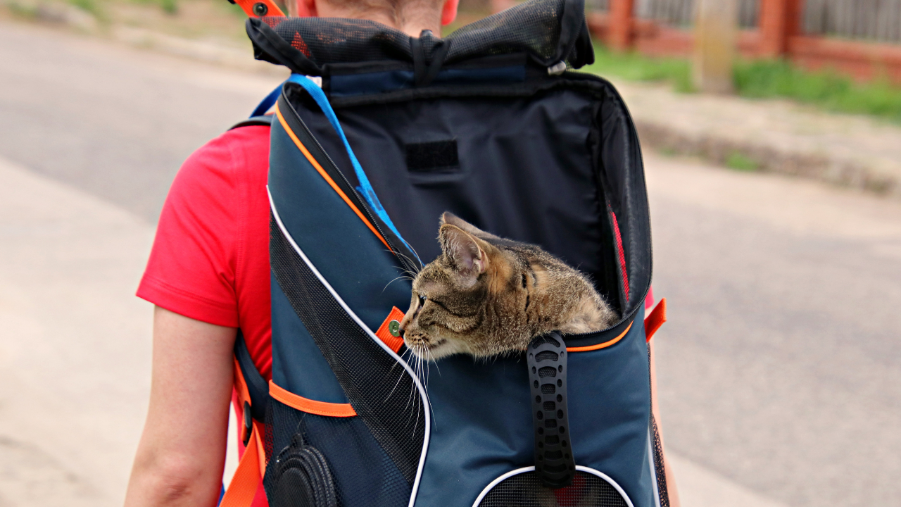 猫がうつ病になる原因は引越し