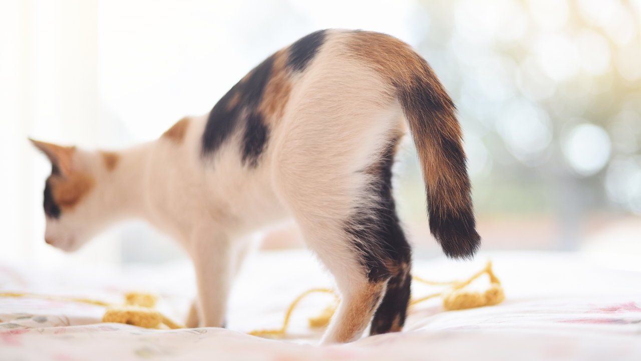 しっぽの動きでわかる猫の気持ちで下に下がっている時