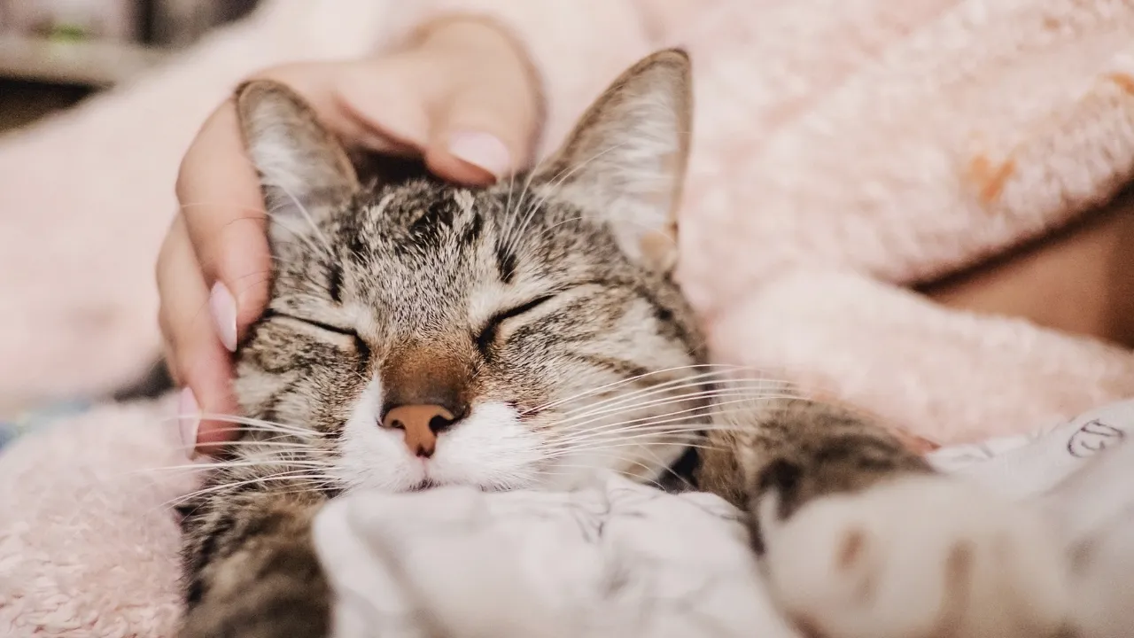 猫のうつ病のサインや症状は毛づくろいの時間の減少