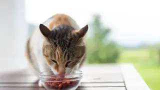 猫がご飯を食べずに寝てばかり！【もしかして病気かも？】