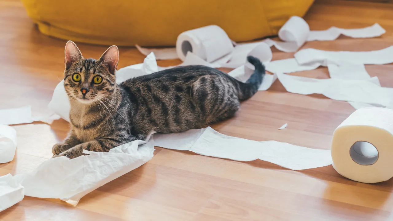 猫がトイレで寝る理由を紹介！【原因はストレスかも】