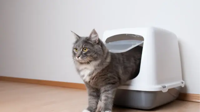 猫のおならが臭い！【その原因や病気の可能性も？】